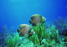 環(huán)境影響評(píng)價(jià)、排污許可證、應(yīng)急預(yù)案